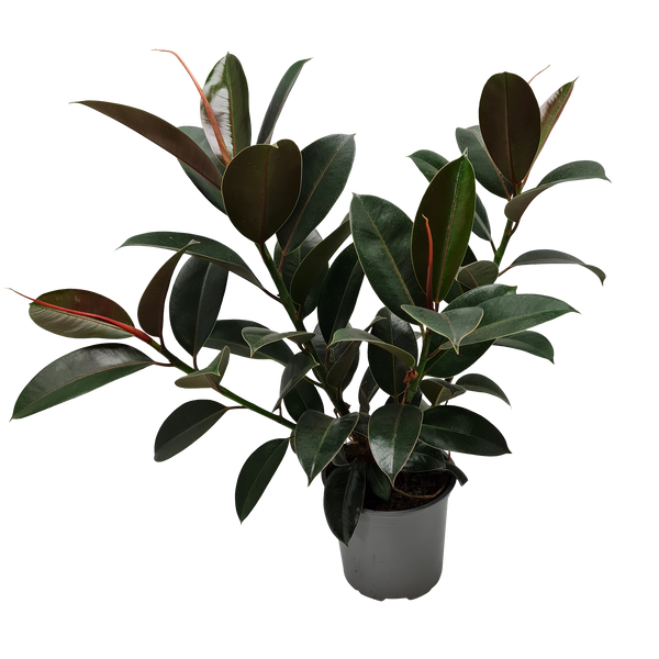 Ficus Melany - 15CM