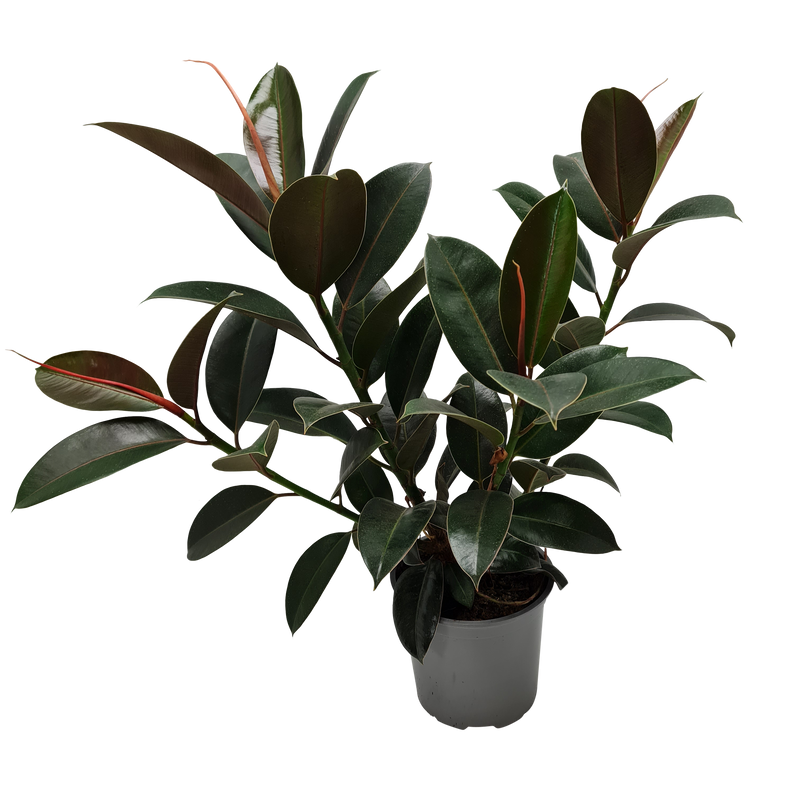 Ficus Melany - 15CM