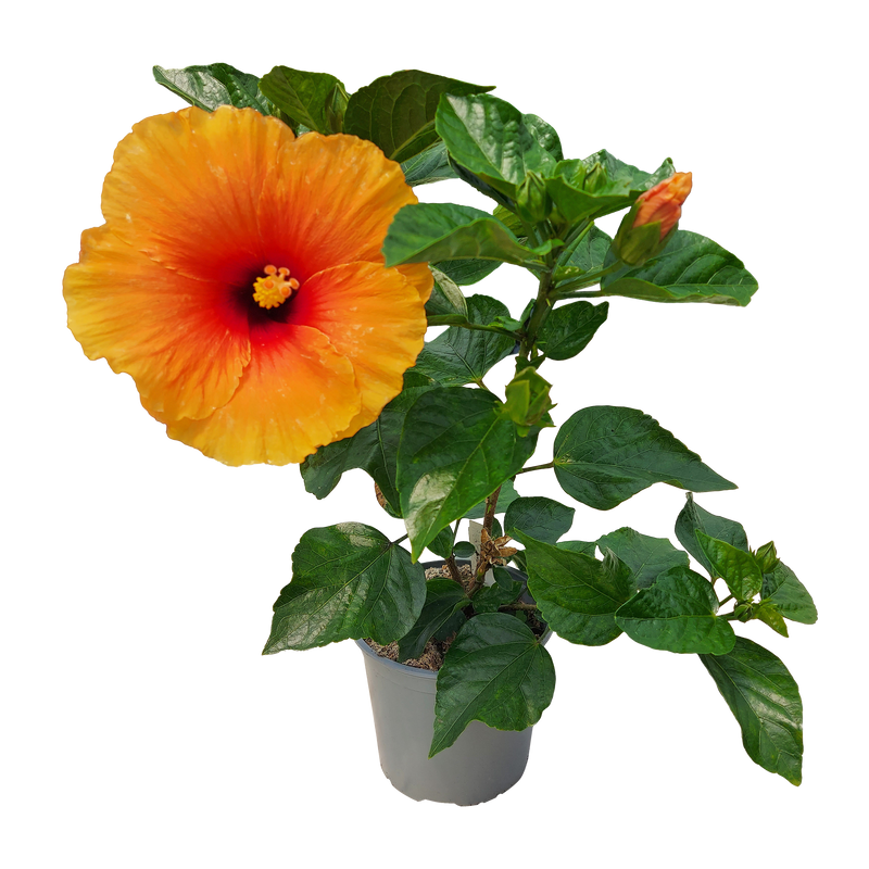 Hibiscus - 15CM