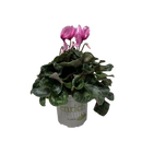 Cyclamen Leopardo 15CM
