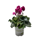 Cyclamen Leopardo 15CM