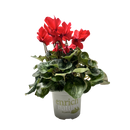 Cyclamen Leopardo 15CM
