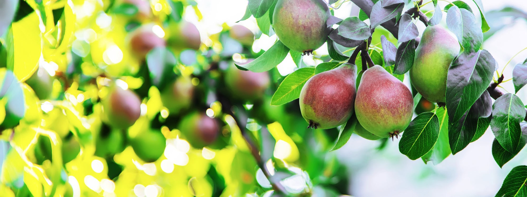 Fruit Trees Pre-order Forms