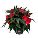 Impatiens Tropical - 17CM