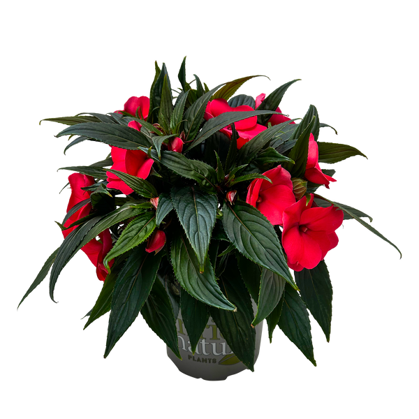 Impatiens Tropical - 17CM