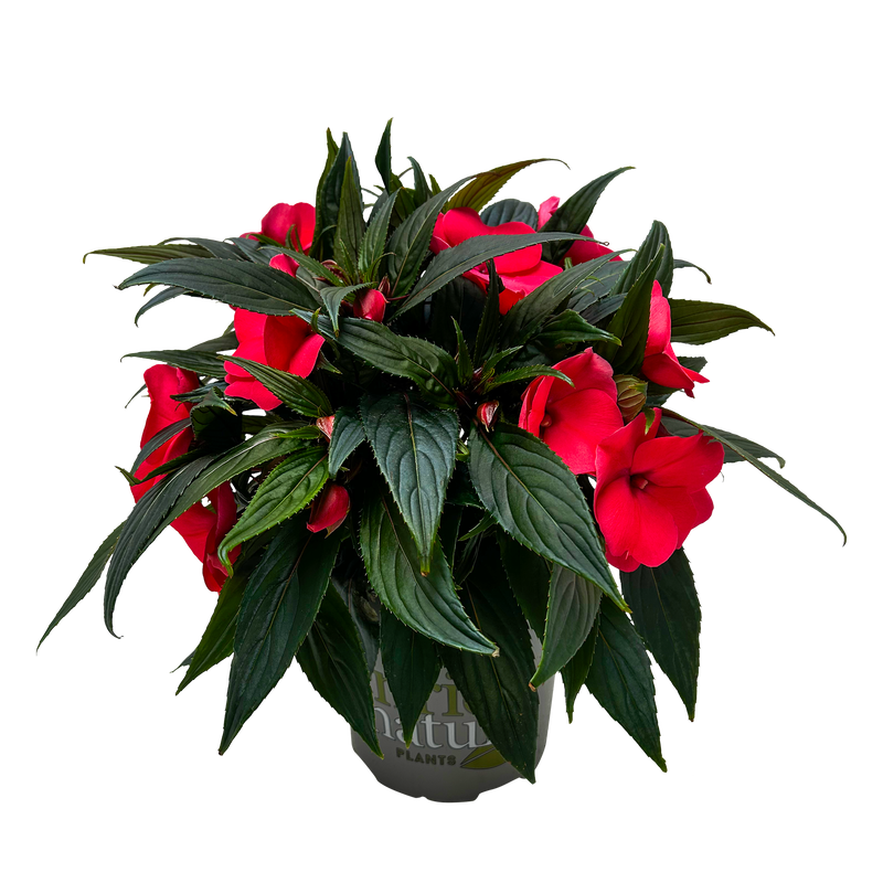 Impatiens Tropical - 17CM