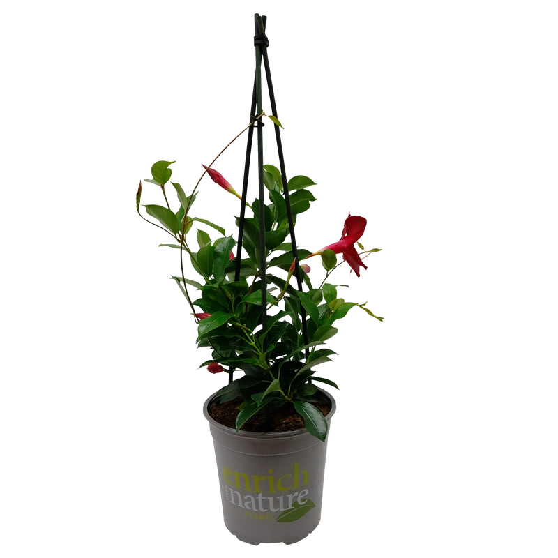 Mandevilla Forever Red - 17CM