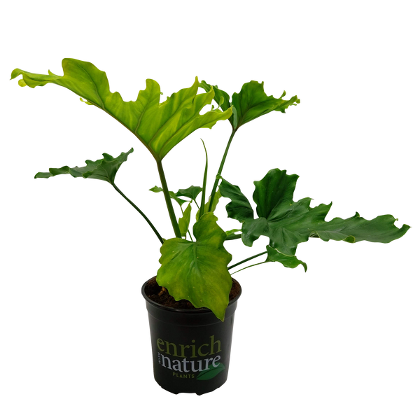 Philodendron Hope - 17CM