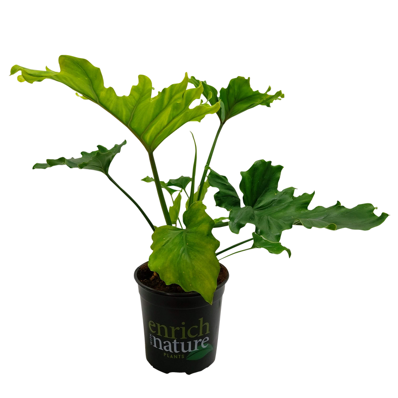 Philodendron Hope - 17CM