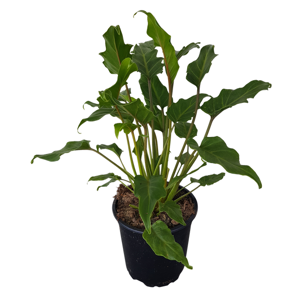 Philodendron Xanadu - 17CM
