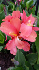 Canna ‘Kneehigh Rose’ 2.5L
