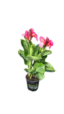 Canna ‘Kneehigh Rose’ 2.5L