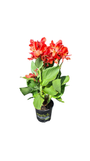 Canna ‘Kneehigh Salmon’ 2.5L