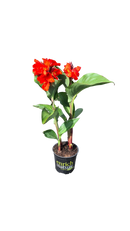 Canna ‘Kneehigh Red’ 2.5L