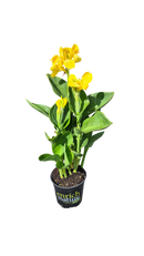 Canna Kneehigh Yellow - 2.5L