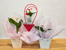 Anthurium In Tapered Bag - 9CM