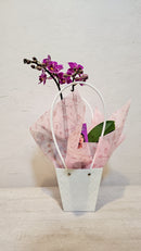 Mini Orchid In Tapered Bag - 9CM