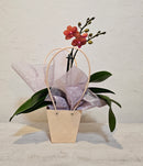 Mini Orchid In Tapered Bag - 9CM