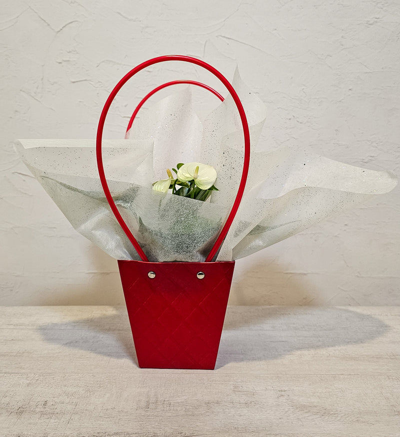 Anthurium In Tapered Bag - 9CM