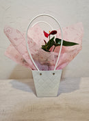 Anthurium In Tapered Bag - 9CM