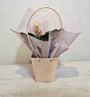 Anthurium In Tapered Bag - 9CM