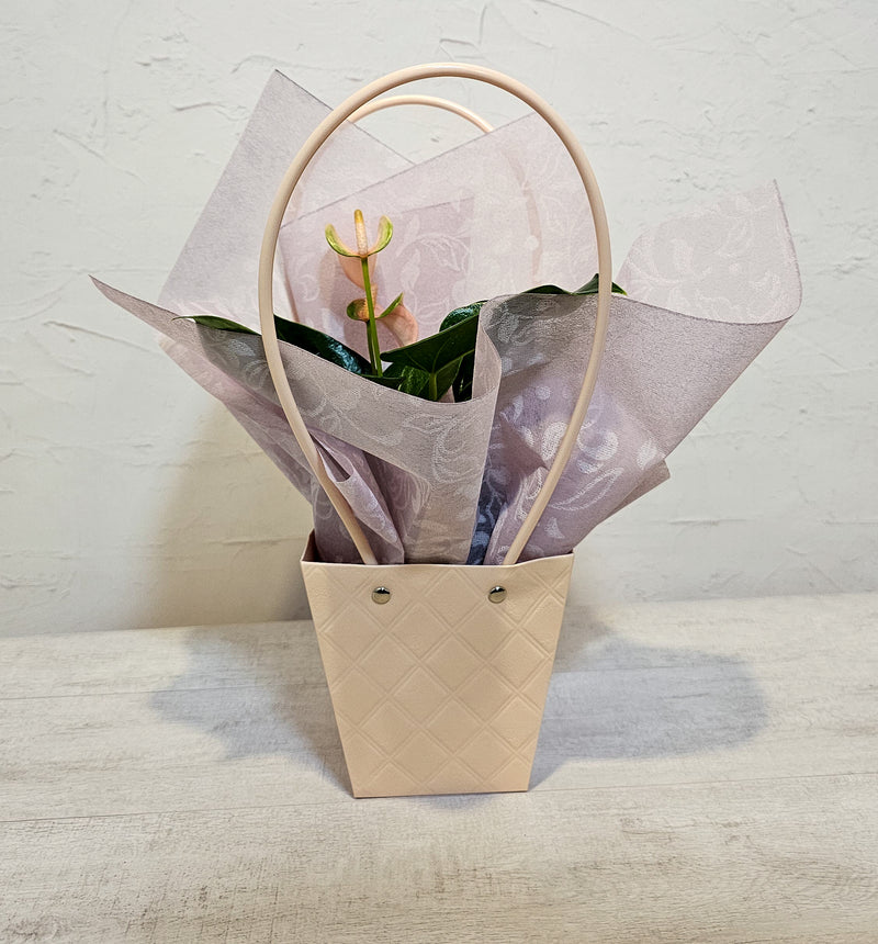 Anthurium In Tapered Bag - 9CM