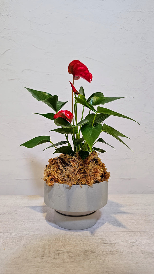 Anthurium In Parlour Pot - 9CM