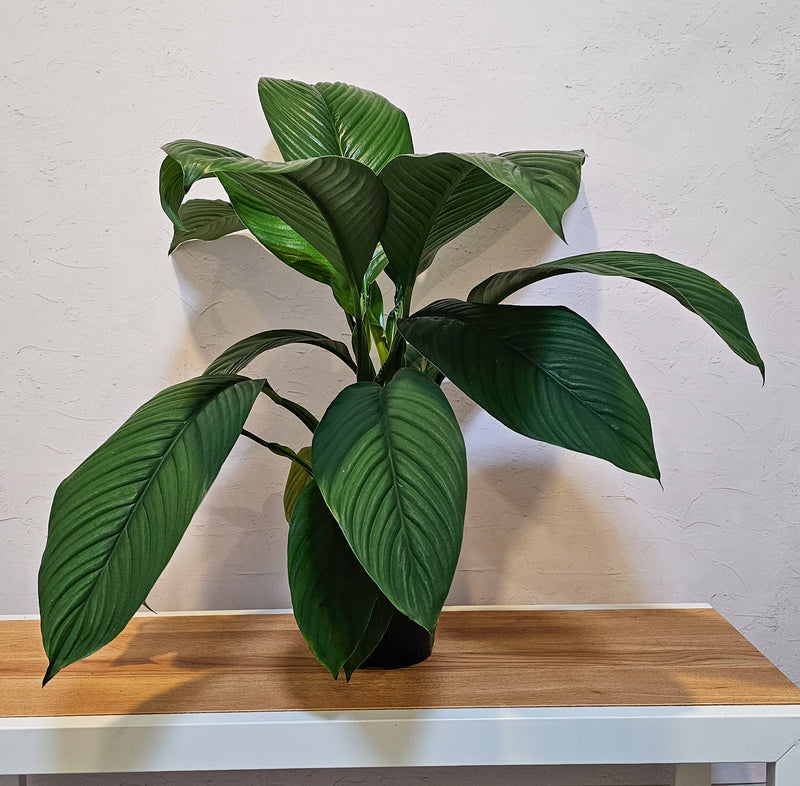 giant peace lily nz Spathiphyllum 'Sensation'