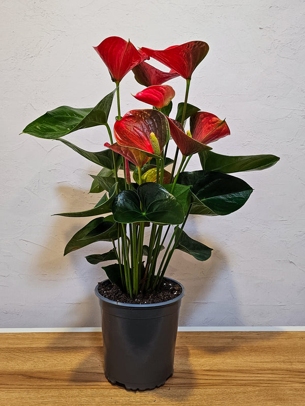Anthurium Fancy Fever - 17CM