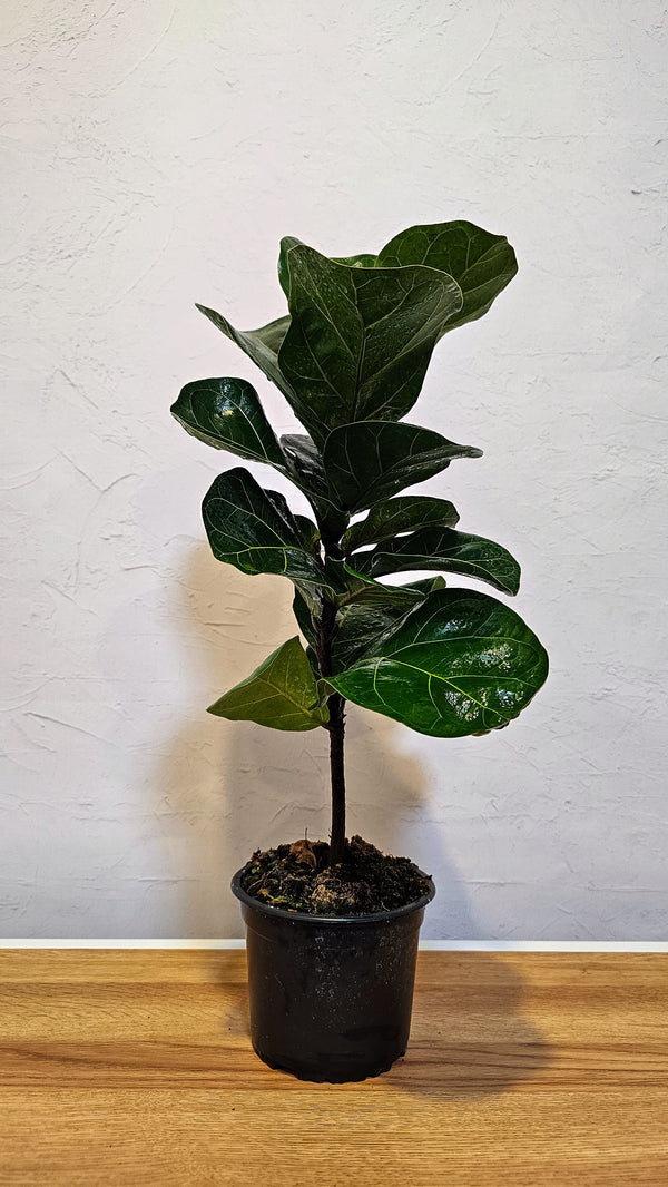Ficus Bambino - 14CM