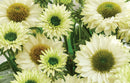 Echinacea Sunseeker White Perfection - 1.5L