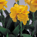 Canna Kneehigh Yellow - 2.5L