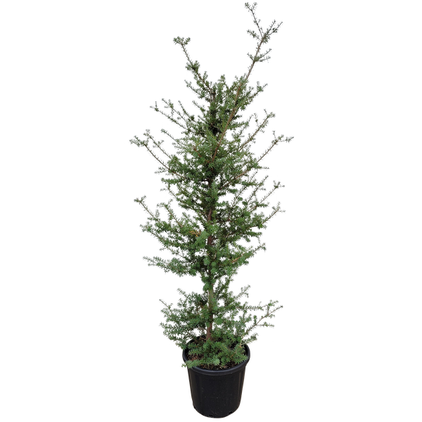 Podocarpus Matapouri Blue Std - 30L