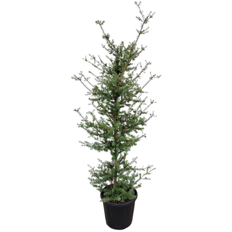 Podocarpus Matapouri Blue Std - 30L