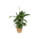 Brussels Round Pot Brown 14CM