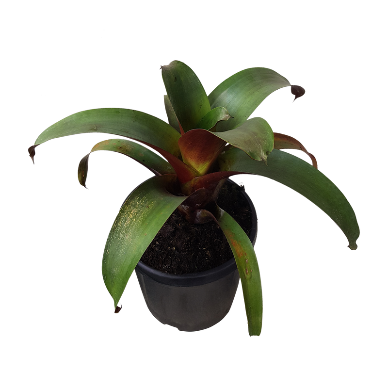 Bromeliad Alcantarea Imperialis - 6L
