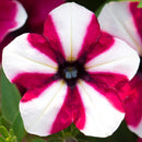 Petunia Shortcake Raspberry 1.5L