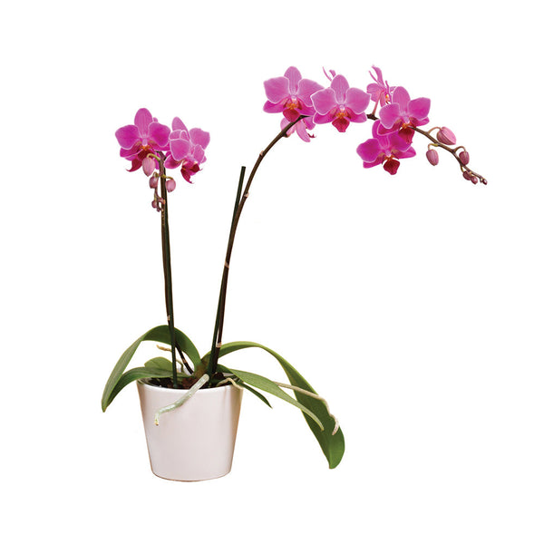 Phalaenopsis Two Stem In Ceramic Pot - 12CM