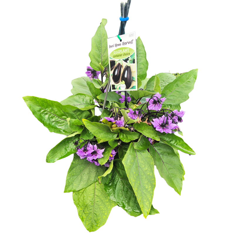 Fast Food Eggplant Container Pick - 17CM