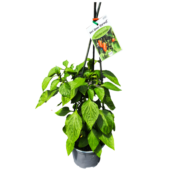 Fast Food Capsicum Orange - 17CM