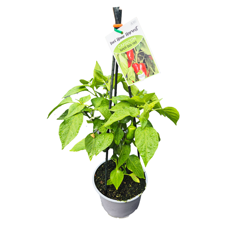 Fast Food Capsicum Red - 17CM