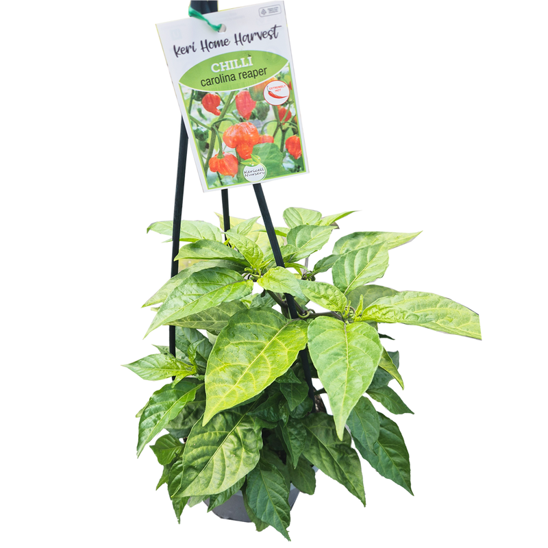 Fast Food Chilli Carolina Reaper - 17CM