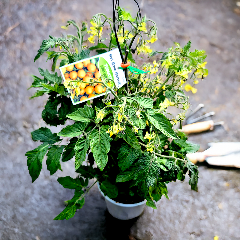 Fast Food Tomato Patio Yellow