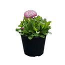 Bellis Habanera White & Red - 14CM