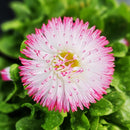 Bellis Habanera White & Red - 14CM
