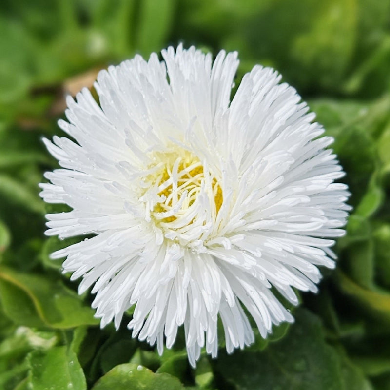 Bellis Habanera White - 14CM