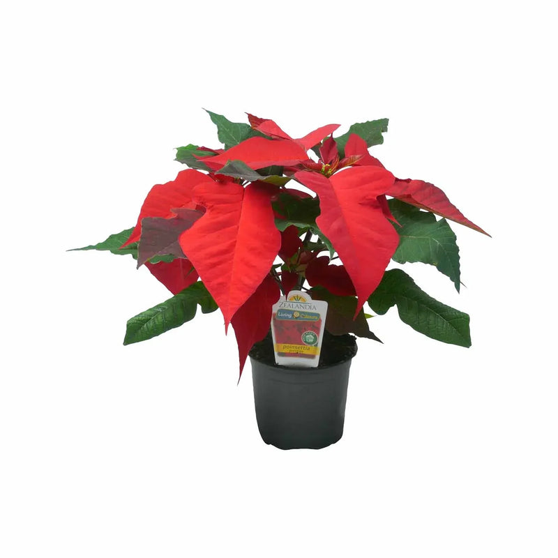 Poinsettia - 1.5L