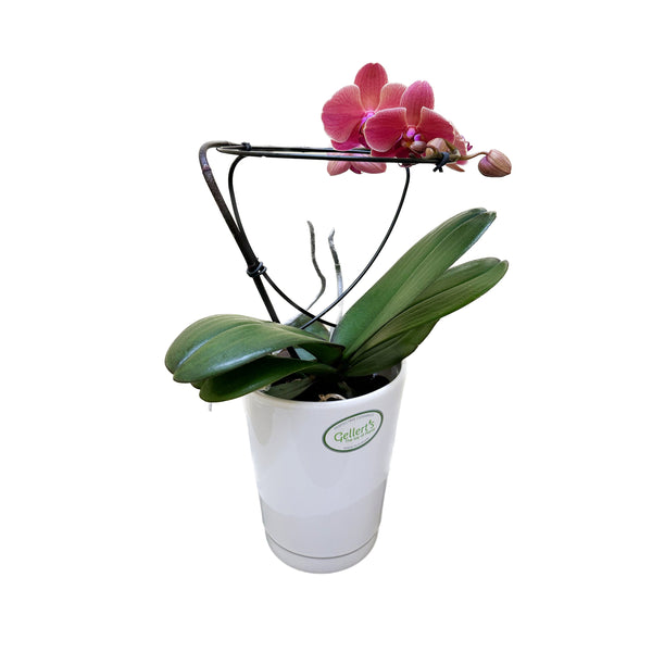 Phalaenopsis Halo In Ceramic - 12CM