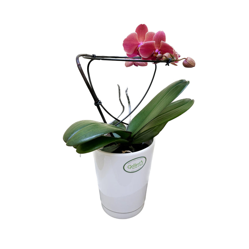 Phalaenopsis Halo In Ceramic - 12CM