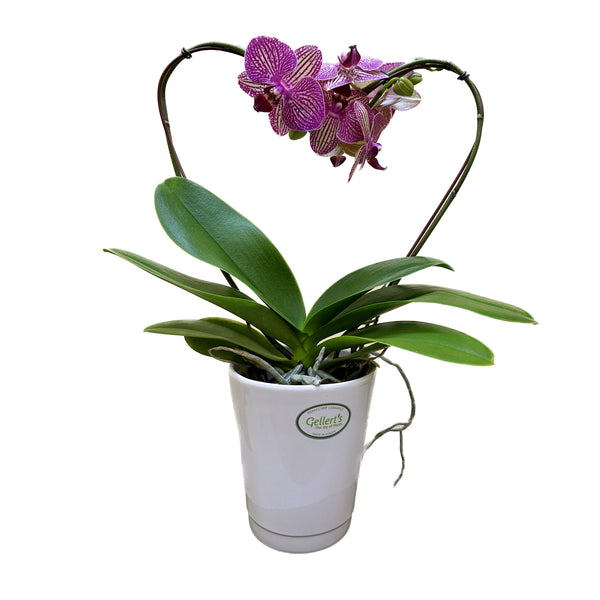 Phalaenopsis Heart In Ceramic - 12CM